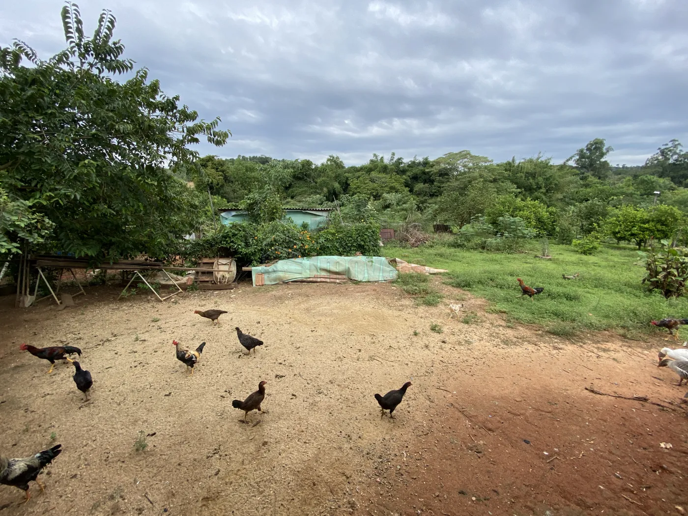 Comprar Rural / Sítio em São João da Boa Vista R$ 950.000,00 - Foto 9