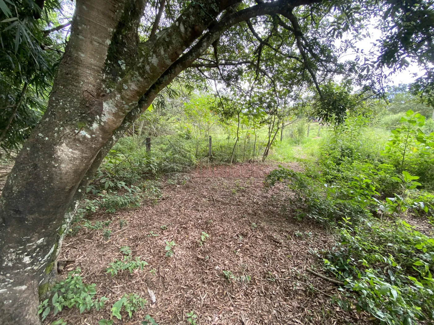 Comprar Rural / Sítio em São João da Boa Vista R$ 950.000,00 - Foto 11